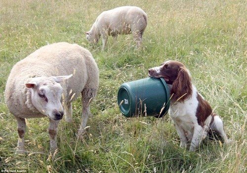 2、狗吃豬飼料有什么壞處？會發生什么？ 