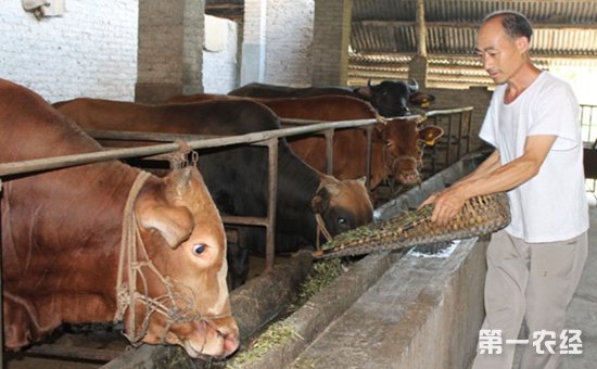 3、一公斤育肥牛西門塔爾日飼料成本是多少