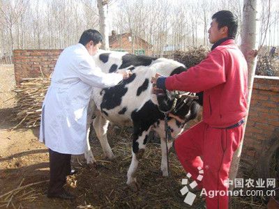 1、奶牛各階段飼料配方