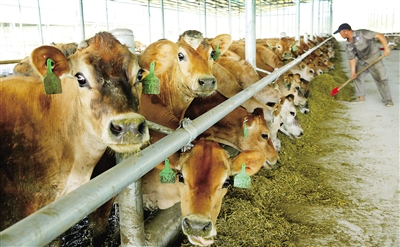 2、奶牛各階段飼料配方